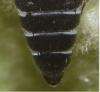 Coelioxys afra